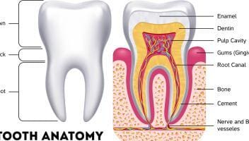 tooth anatomy