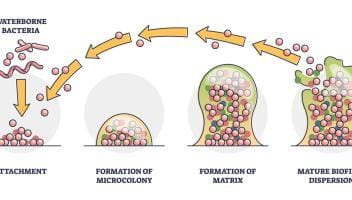 biofilm formation