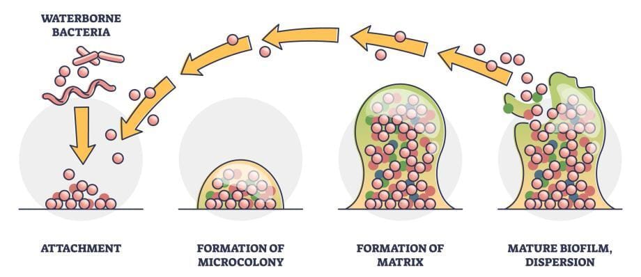 biofilm formation