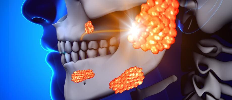 salivary glands