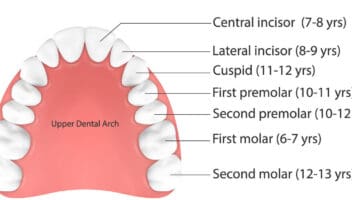 permanent teeth