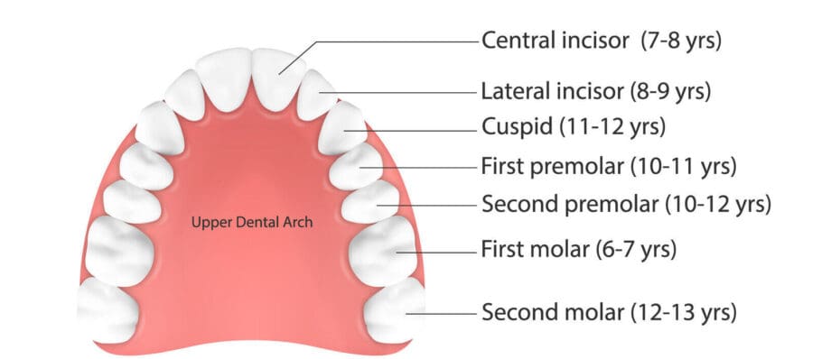 permanent teeth