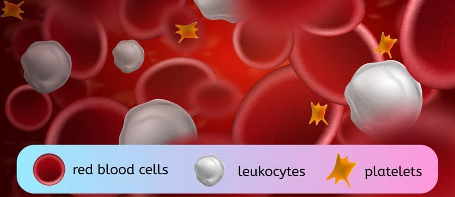 blood-components-a-comprehensive-overview