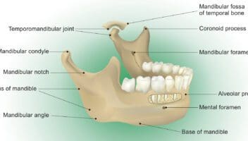 Mandible