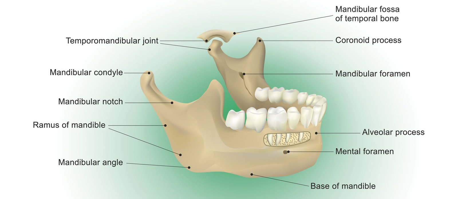 Mandible Body Function Mandible Body Function