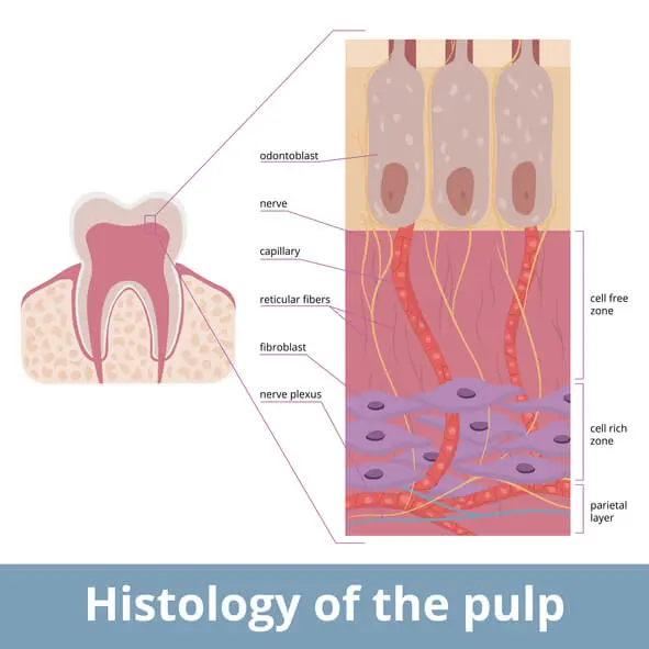 histology of tooth pulp