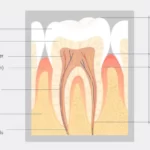 tooth pulp