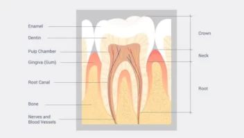 tooth pulp