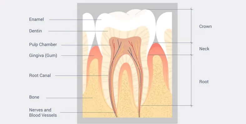 tooth pulp