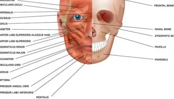 oral muscles