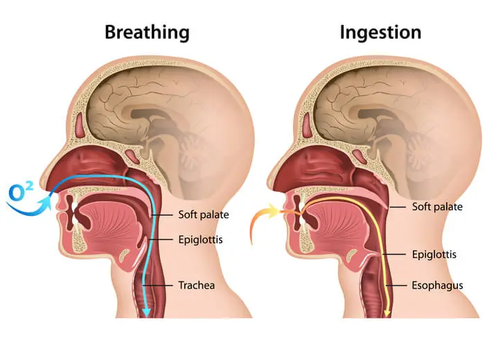 anatomy of swallowing