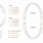 eruption sequence of permanent teeth