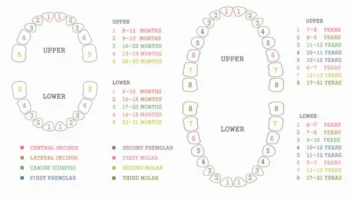 eruption sequence of permanent teeth