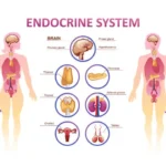 endocrine disorders