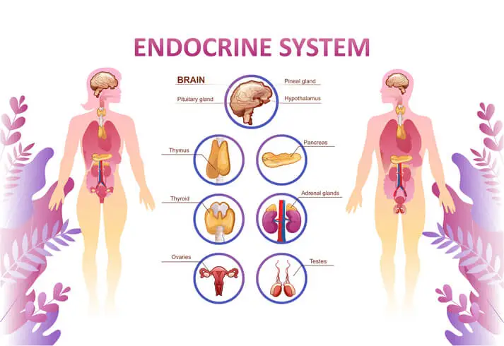 endocrine disorders