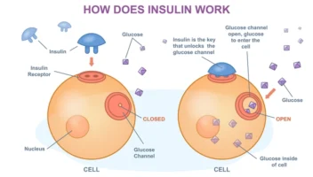 insulin