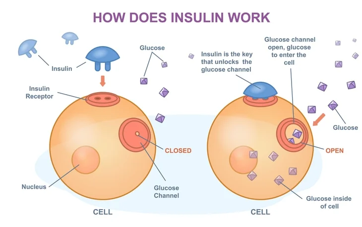 insulin