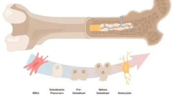 bone morphogenic proteins