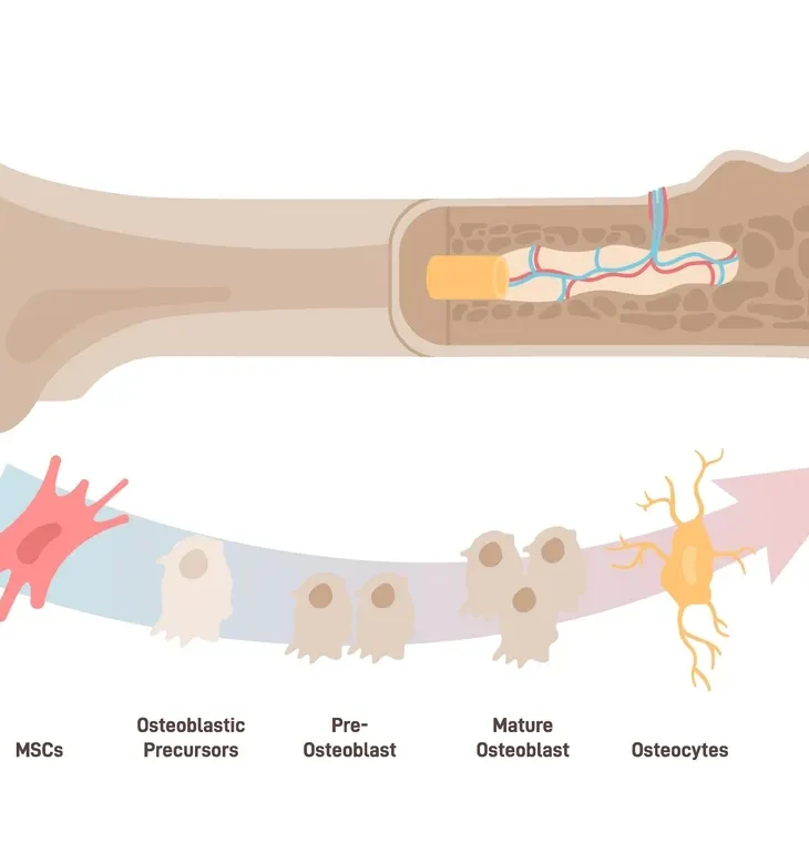 bone morphogenic proteins