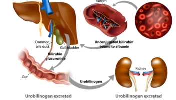 metabolism