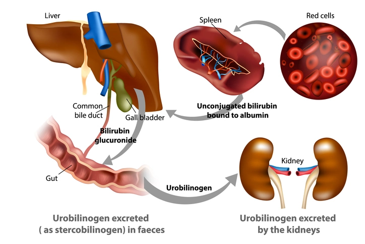 metabolism