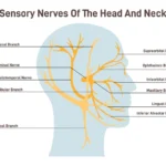 oral nerves