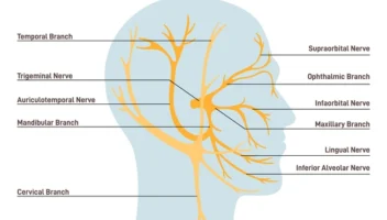 oral nerves