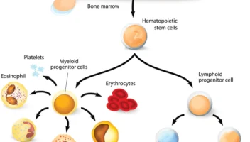 bone marrow disorders