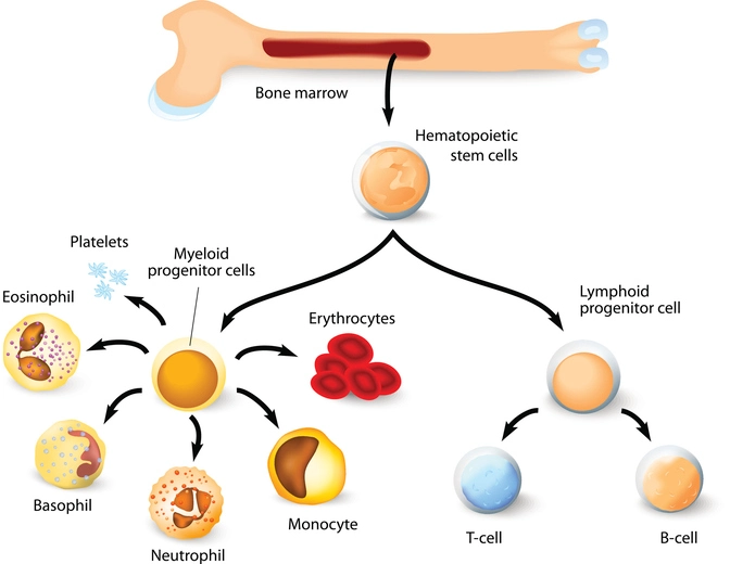 bone marrow disorders