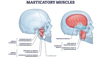 jaw movements