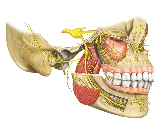 oral nerve damage