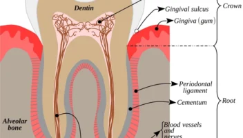 periodontal ligament