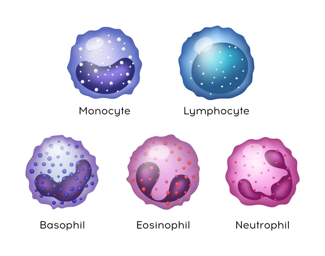 white blood cells