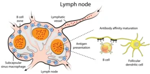 lymph nodes