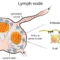 lymph nodes