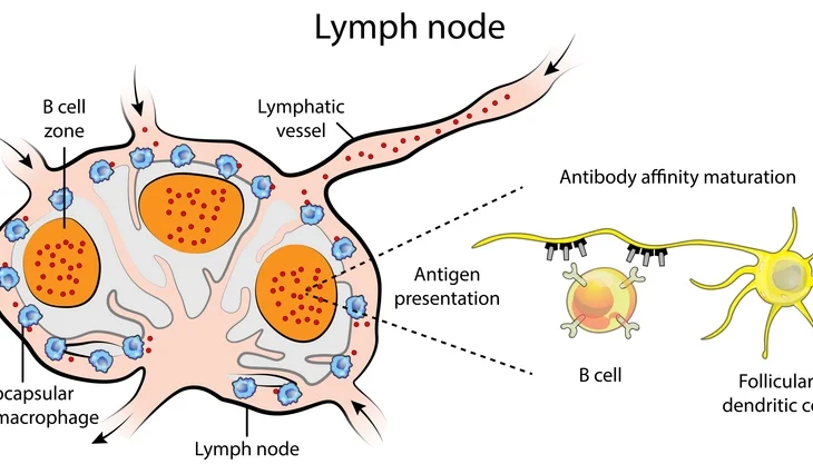 lymph nodes