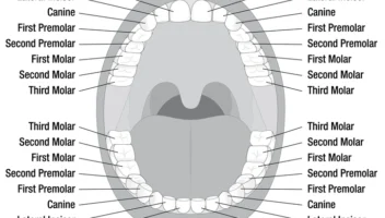 Examination of the Mouth and Tooth Notation