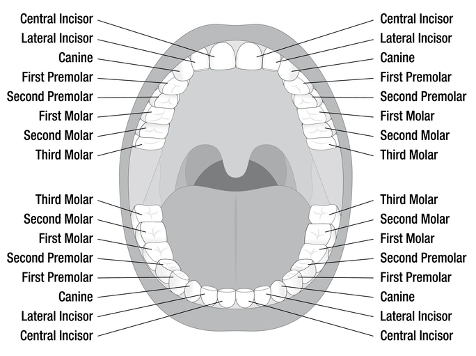 Examination of the Mouth and Tooth Notation